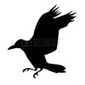 7704962-silhouette-ravens-on-white-background.jpg